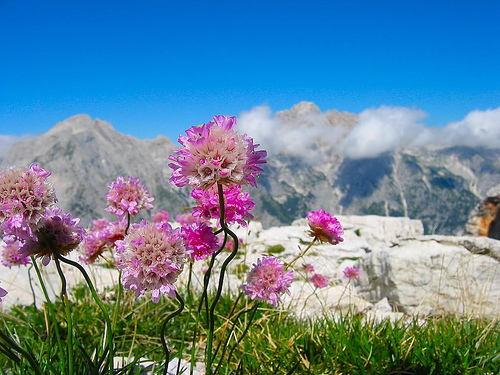 kwiaty alpy